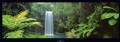 MILLAA MILLAA FALLS