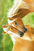 HORSES