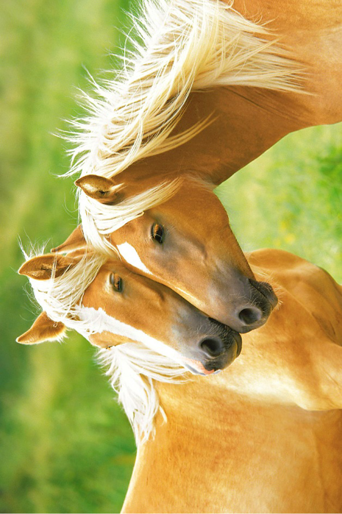 HORSES