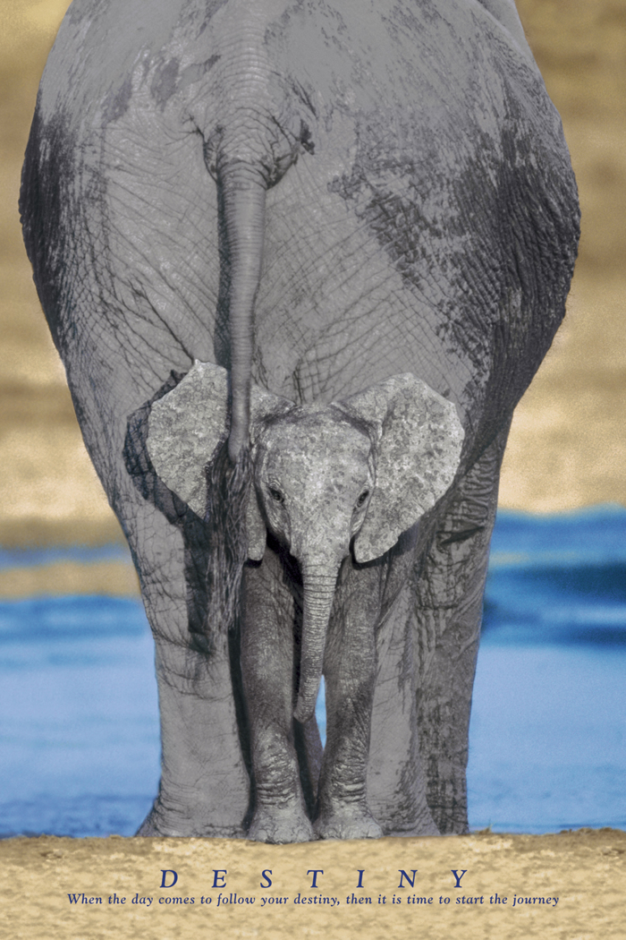 ELEPHANTS