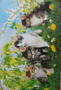 CUTE CATS