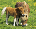 TWO PONIES