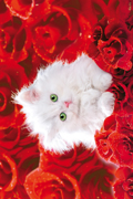 CAT AND ROSES