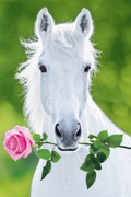 A HORSE AND A ROSE