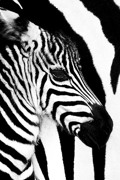 ZEBRA BLACK AND WHITE