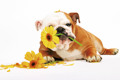 DOG WITH FLOWER