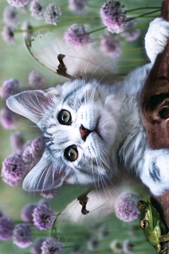 KITTENS