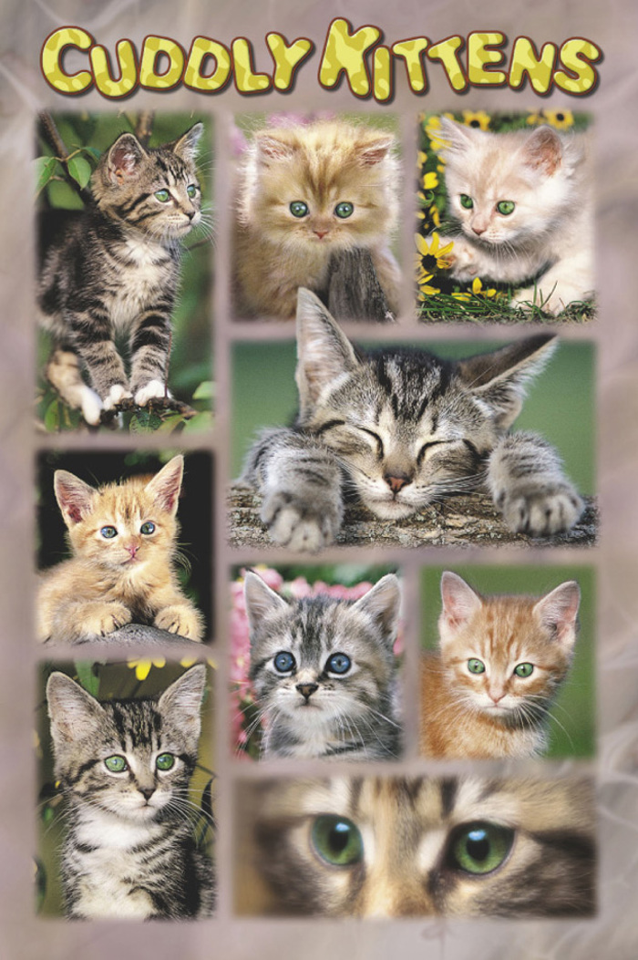 CUDDLY KITTENS