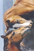 TENDERNESS