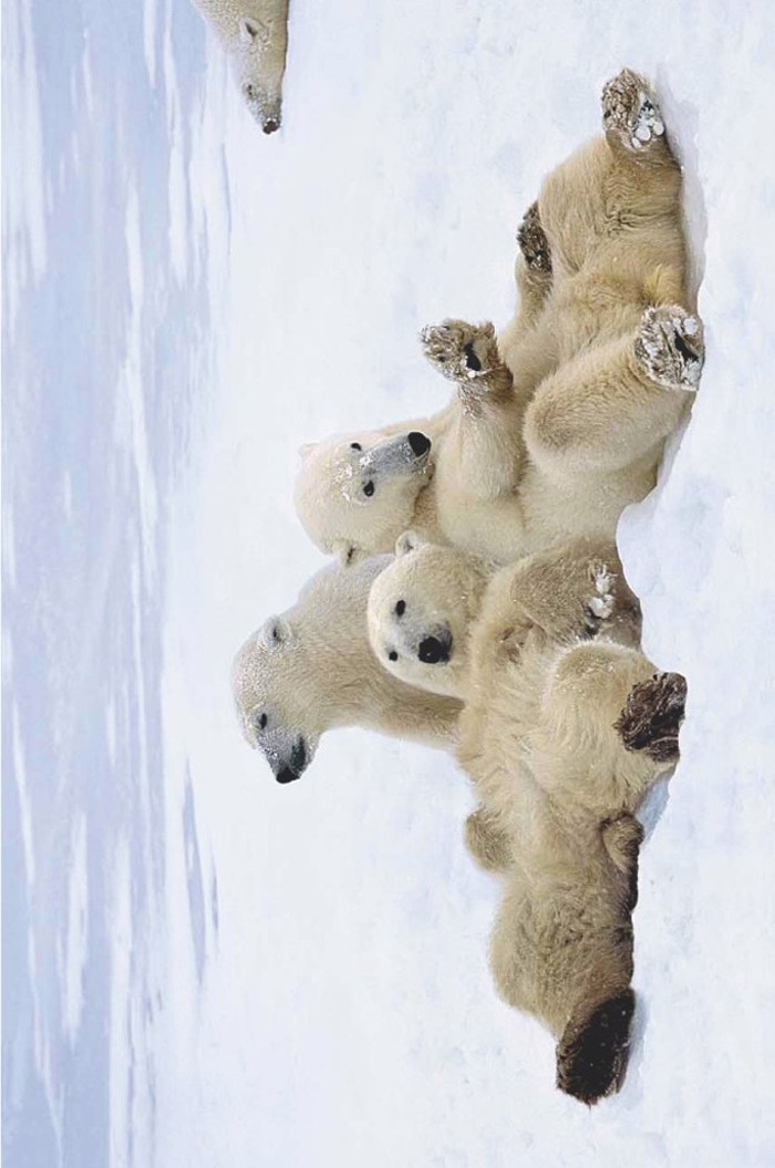POLAR BEAR PLAYTIME
