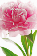 Pink Peony