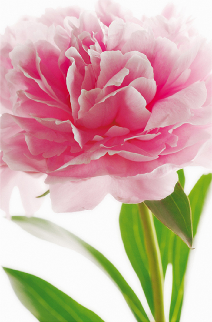 Pink Peony