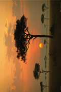DENIS HOUT TREES