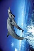 DOLPHIN LEAP