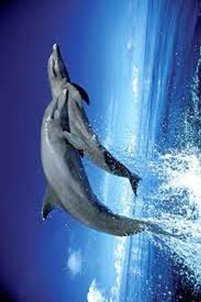 DOLPHIN LEAP