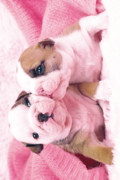 PUPPIES KISS