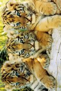 TIGER CUBS