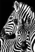 ZEBRAS