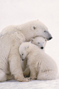 POLAR BEARS