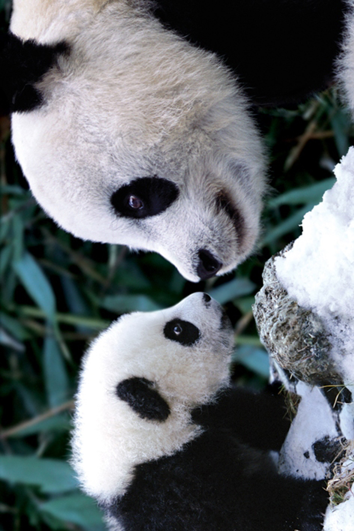 PANDAS