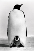 PENGUINS
