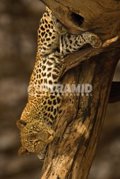 LEOPARD TREE